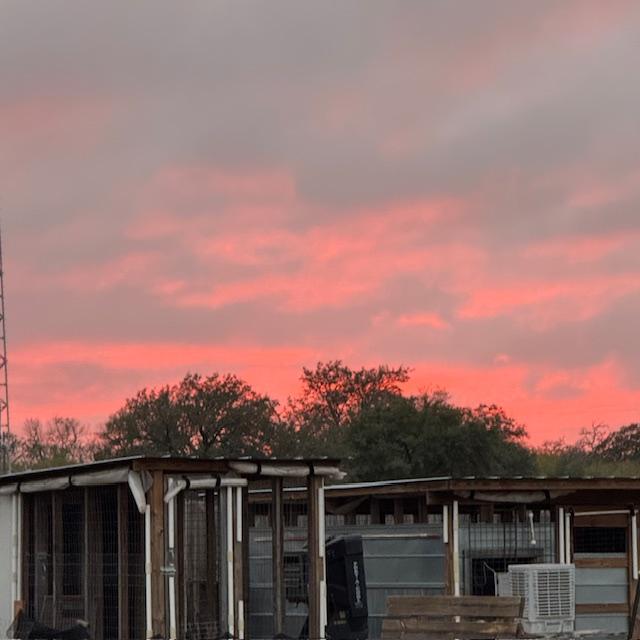 Look at the beautiful sunset this evening. This was taken from the goat pen. I love the pink in the sky.