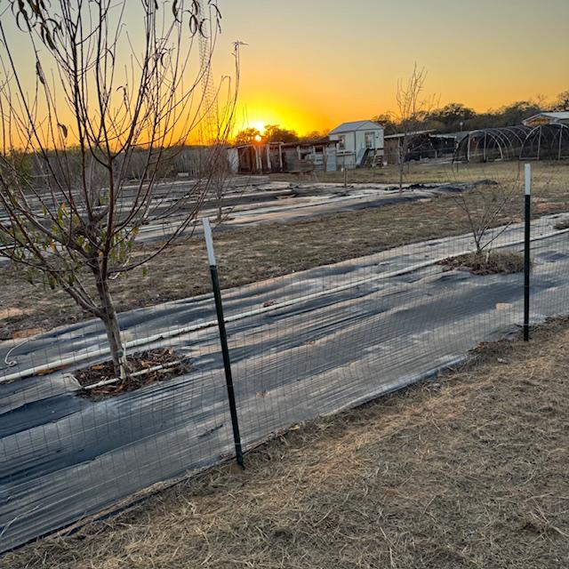 The sun is ready to go down as I tuck the goats in for the night.