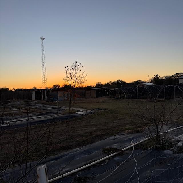 I hope this article has inspired you to try to grow Brussels Sprouts in your garden.