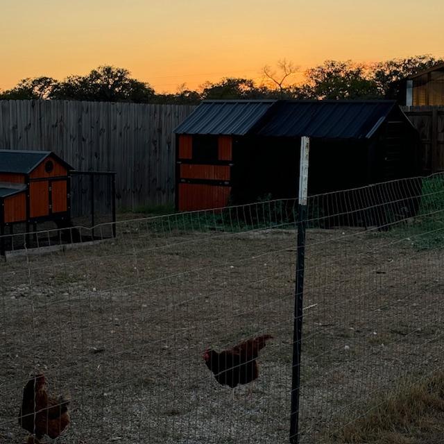 Putting the chickens away at sunset tonight.
