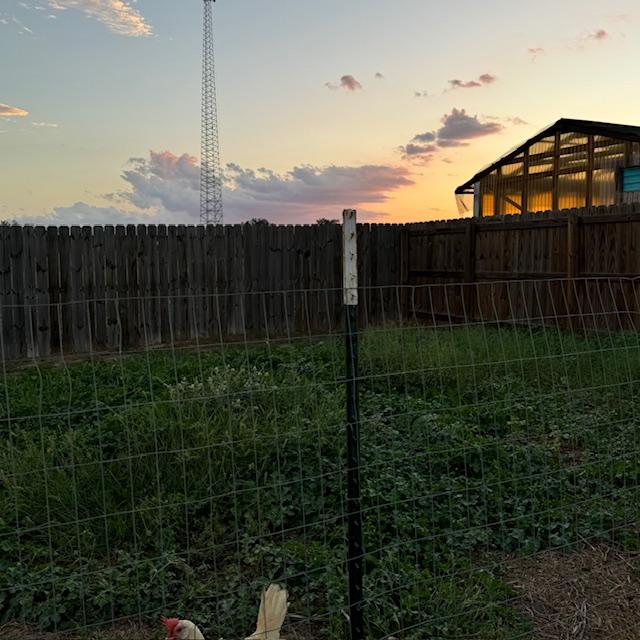 Here is the sunset as I put the chickens away. For some reason, Nacho's crew did not finish mowing here last week.