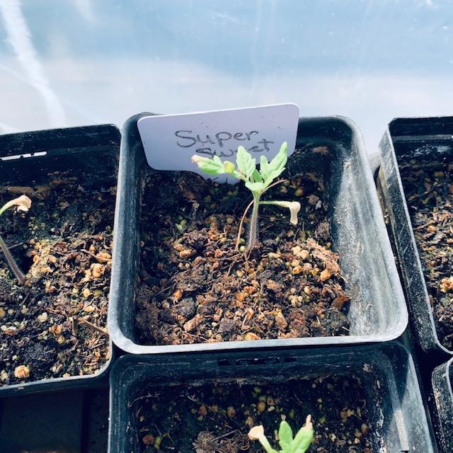 This is the Supersweet 100 cherry tomato. It is delicious but not as good as the Sungold in my opinion. This is the Supersweet 100 cherry tomato. It is delicious but not as good as the Sungold in my opinion.