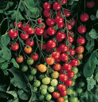 Supersweet Cherry Tomatoes are good fall tomatoes. They keep producing until the frost takes them out.