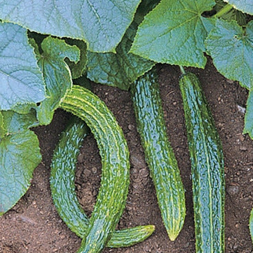 The Asian Suyo Long is my personal favorite because it is thin, mild, and has wonderful texture. The Asian Suyo Long is my personal favorite because it is thin, mild, and has wonderful texture.
