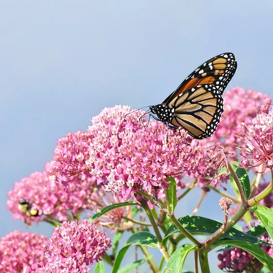 Pretty pink Swamprose Milkweed attracts the butterflies.