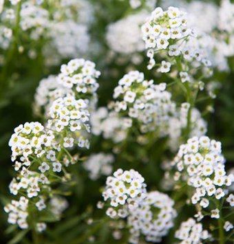 Sweet Alyssum is one of the flowers that thrives in the shade.