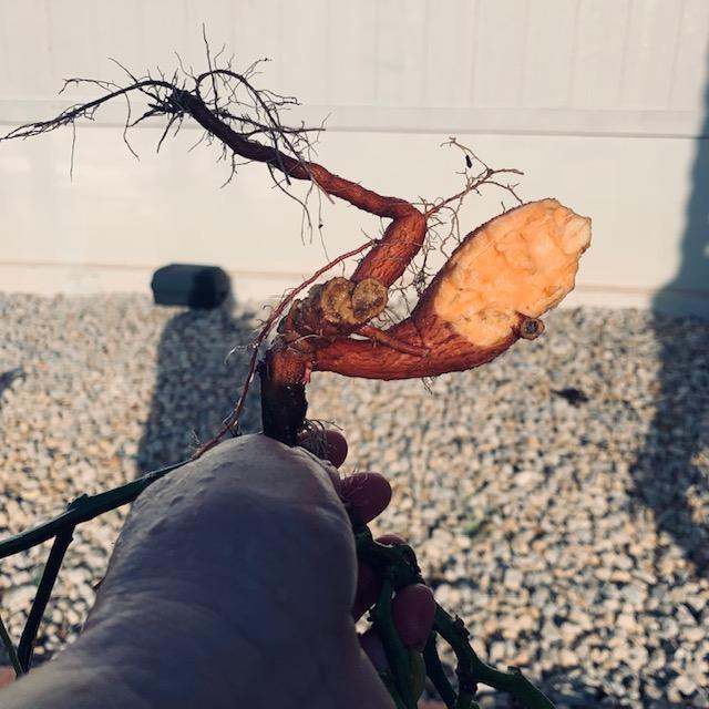 Here is the other side of the sweet potato, bitten and molested by some scummy gophers under the sand. I wasted a lot of money, time, and water this past summer.