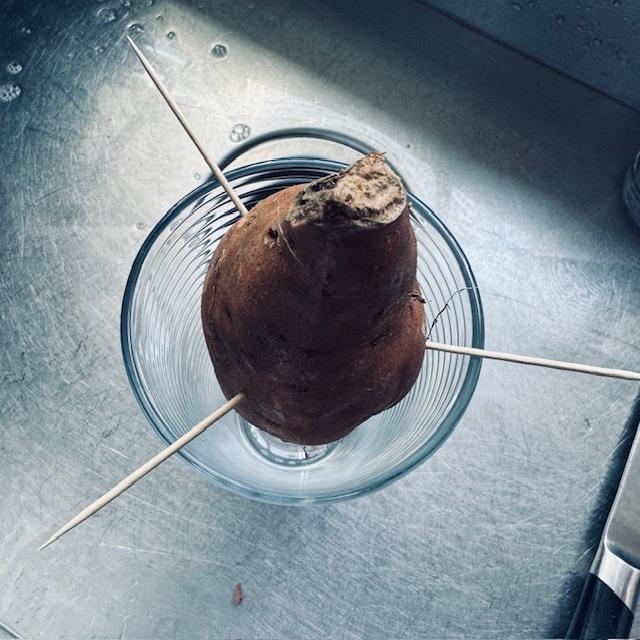 Starting sweet potato vines by holding half in water propped up by 3 toothpicks. Takes several weeks for vines to grow. Keep water full.