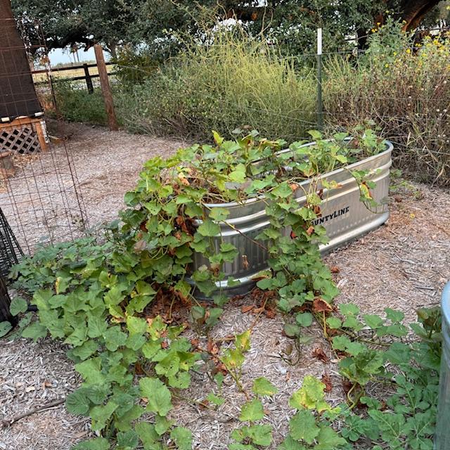 My sweet potatoes are almost ready to harvest. They take about 120 days to grow.