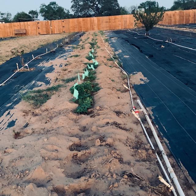 My 15 sweet potatoes are doing well, still green and not pulled up. The vines are looking great.