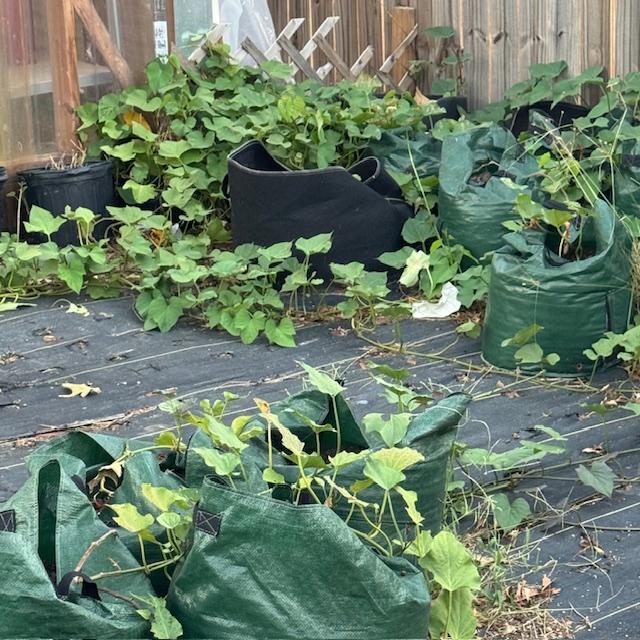 My sweet potato vines on 11/11/24. The vines never turned yellow so I kept putting off picking them.
