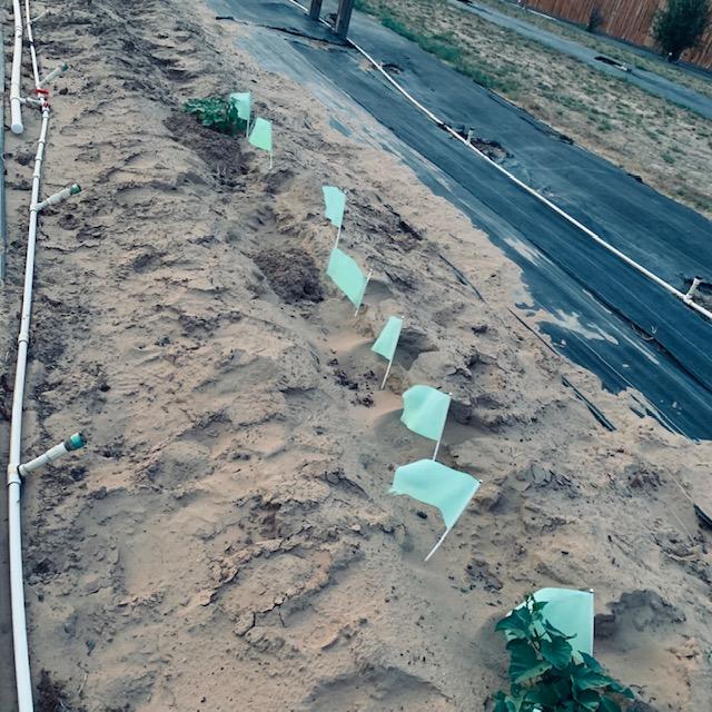 There are a lot of my sweet potatoes missing. I started out with 30. I am down to seven and they have not been growing for 3 months yet.