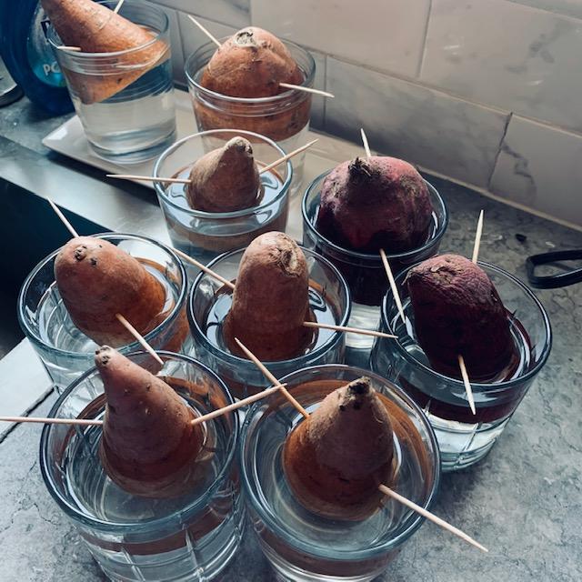 Here are the sweet potatoes in glasses in my kitchen. I did this on July 15, 2023. In just 1 week, I saw roots and vines beginning so I guess it really works.