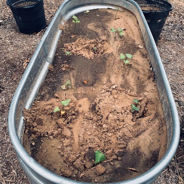 I grew all of these sweet potato vines on my kitchen windowsill and finished planting them this evening. I hope they all produce an amazing harvest since the gophers ate my others.