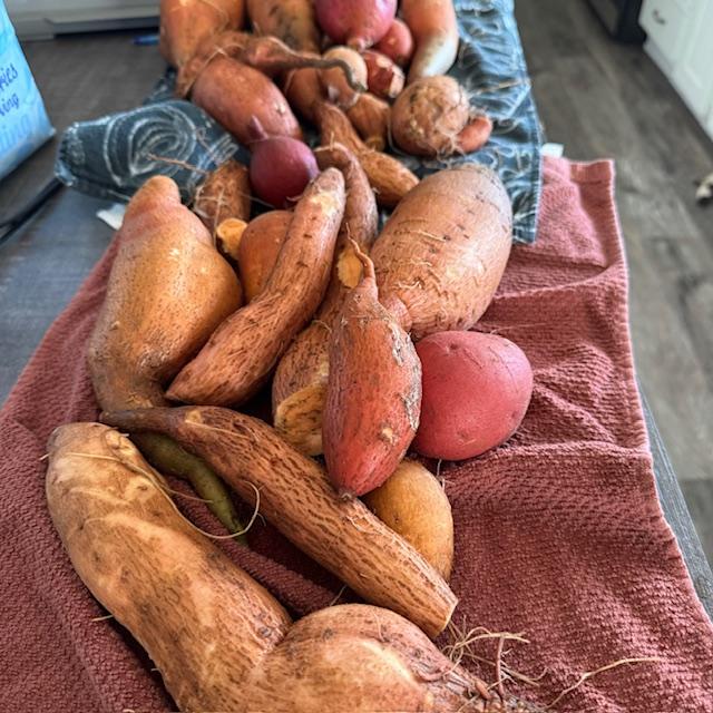 Our sweet potato harvest along with some large radishes that were all picked on the same day.