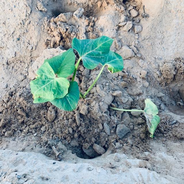 Here is a newly planted sweet potato. Sweet potatoes are members of the Morning Glory family.