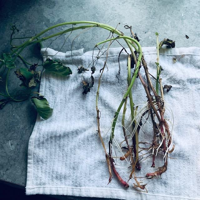 I took the vines out of water to plant them this morning, 6/01/23. They have roots on them but most have no leaves. Hopefully roots are all they need.