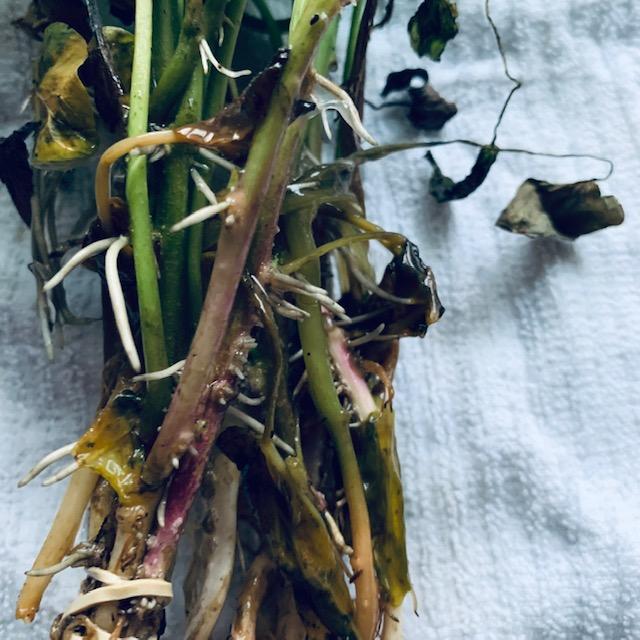 Here are the rest of the vines with roots. I planted all 24, some orange, some white, some purple this morning, 6/01/23.