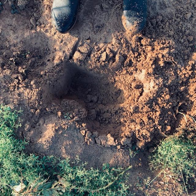 Where we dug for the non-existent sweet potatoes, there were tunnels from the gophers who enjoyed good meals.