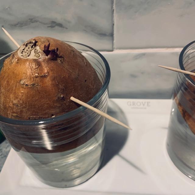 A purple vine is starting to grow out of the top of this sweet potato half. It is exciting!