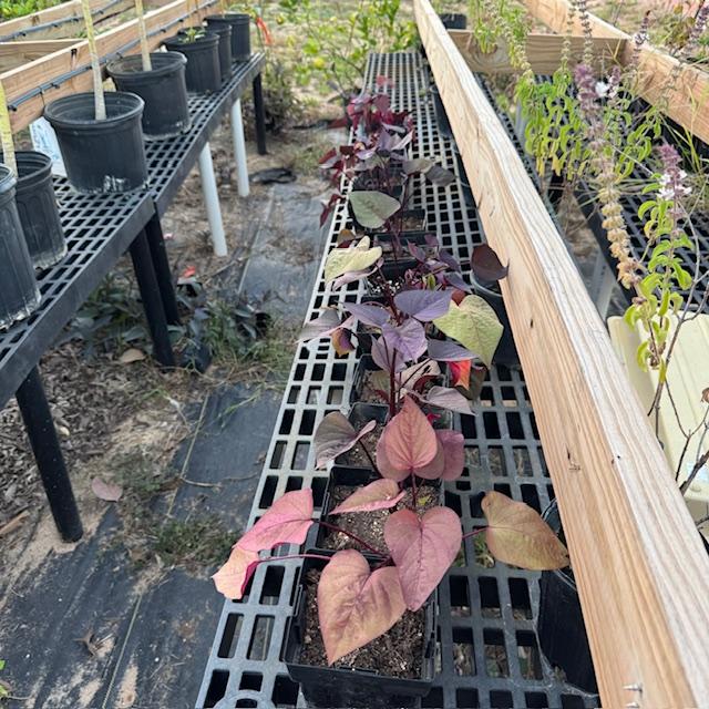 Here are some of the red and purple sweet potato vine plants that I rooted and transplanted. They should be for sale in the spring.