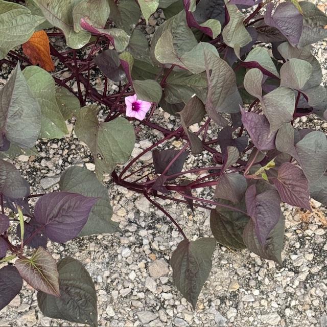 This is one of the sweet potato vine flowers from last year.