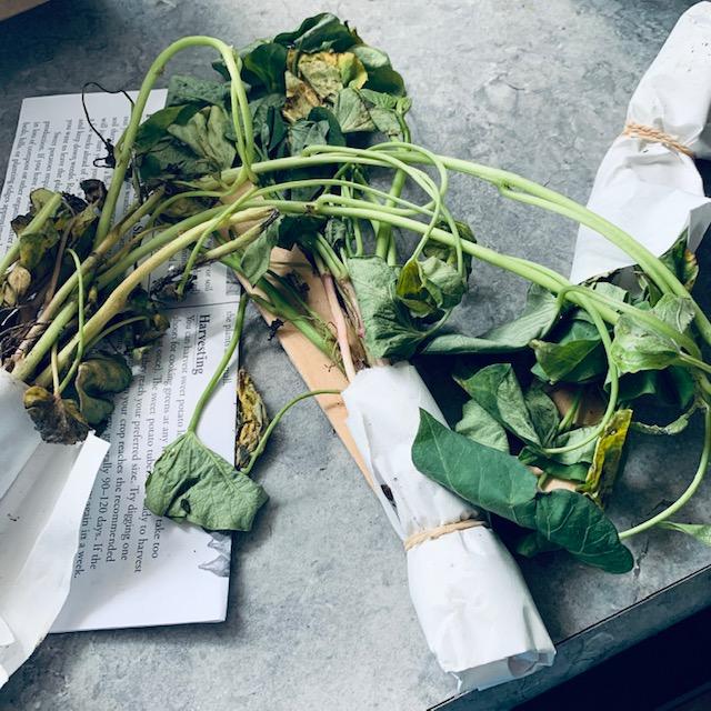 I just unwrapped the sweet potato vines and they sort of look almost dead. I am hoping to actually grow sweet potatoes with these. So I placed them in a vase of water.