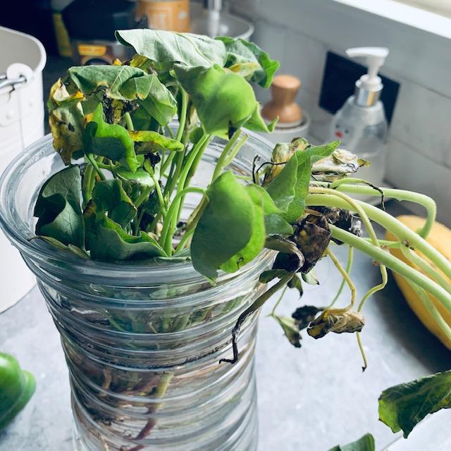 Here they are in the vase of cool water. I am hoping they look better in a few hours. I am very anxious to grow sweet potatoes. I expected them to look better than they do.