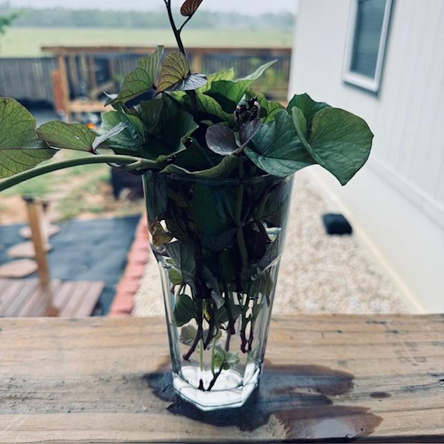 I clipped all of these vines off of the sweet potatoes to root in this glass on the back deck.