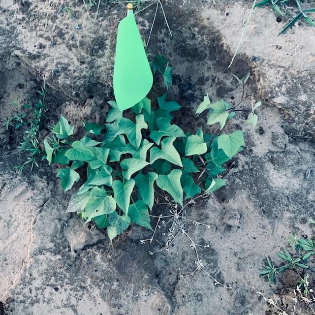Here is one of my sweet potato plants with a green flag so that our employees will know where my plants are.