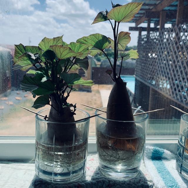 Growing sweet potatoes in fall can be accomplished by growing your own vines from half sweet potatoes in water. Look at the root system on these 2!