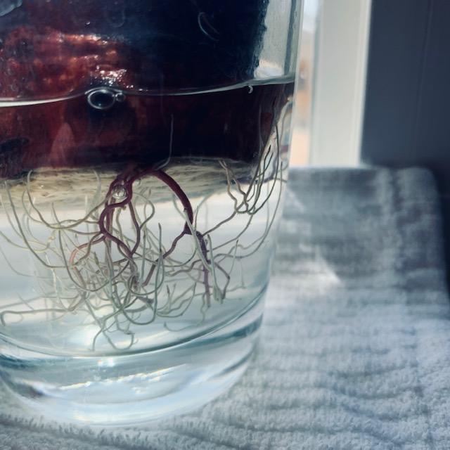 This is the red sweet potato I found at the grocery store. It has a pretty good root system but the vines are just starting after a month has gone by.