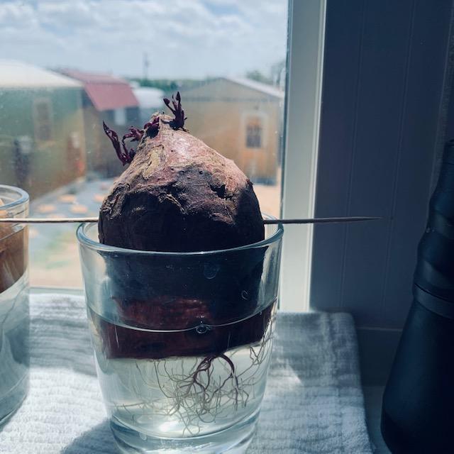 Here you can see the small vines on the red sweet potato.