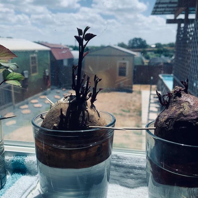 The left potato has a lot of decent sized vines. The one on the right has tiny vines. Not sure why they are all so different. All were started on the same day.