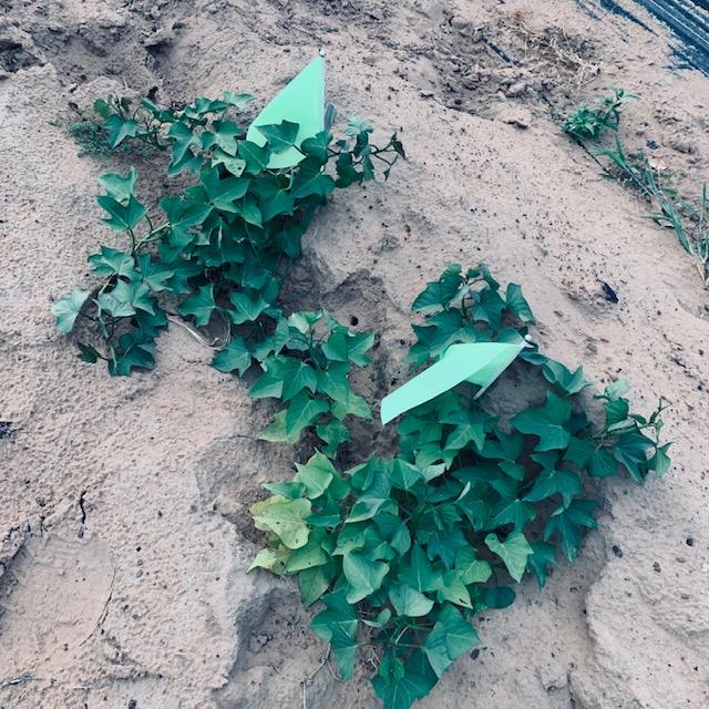 Here are the 2 biggest sweet potato plants of the 15 that grew. They are gorgeous and doing well so far. About 2 months left to grow.