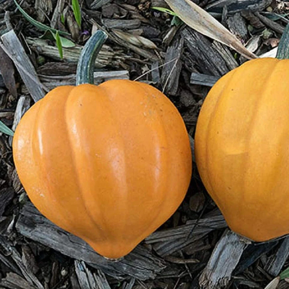 Grow winter squash like Acorn Table Gold squash. Isn't it pretty?