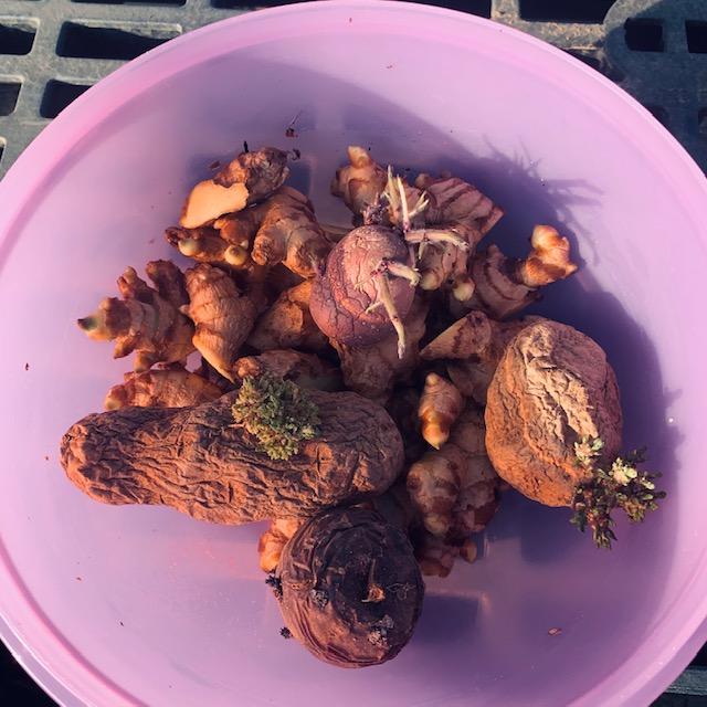 Here is a bowl with potatoes and some ginger pieces in it on the bottom to be planted.