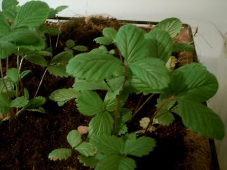 Once it germinated, the Tarpan really took off.