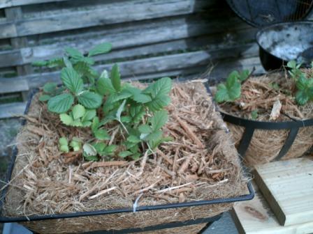 At first, I had the Tarpans in hanging baskets but found it was difficult to keep them watered enough so I transplanted to raised beds.
