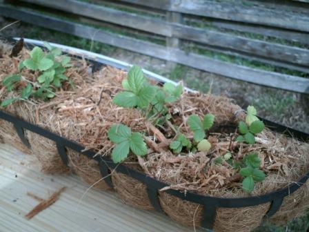 Strawberries grow best in sandy soil because it drains well. Mulch them so they can stay moist.