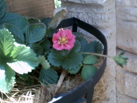 The Tarpan is an alpine strawberry which means it is tiny but tastes great.