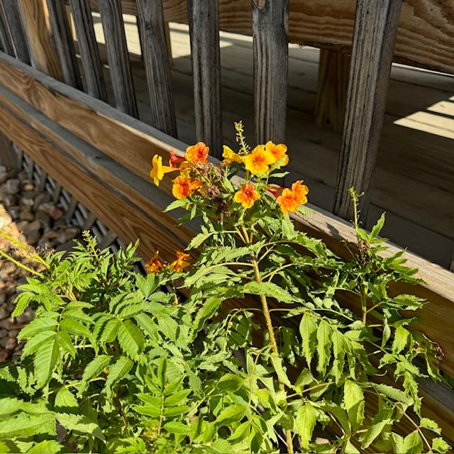 This is a Tecoma Kalama Blood Orange flower that I planted by the pond in a pot. We had them for sale.
