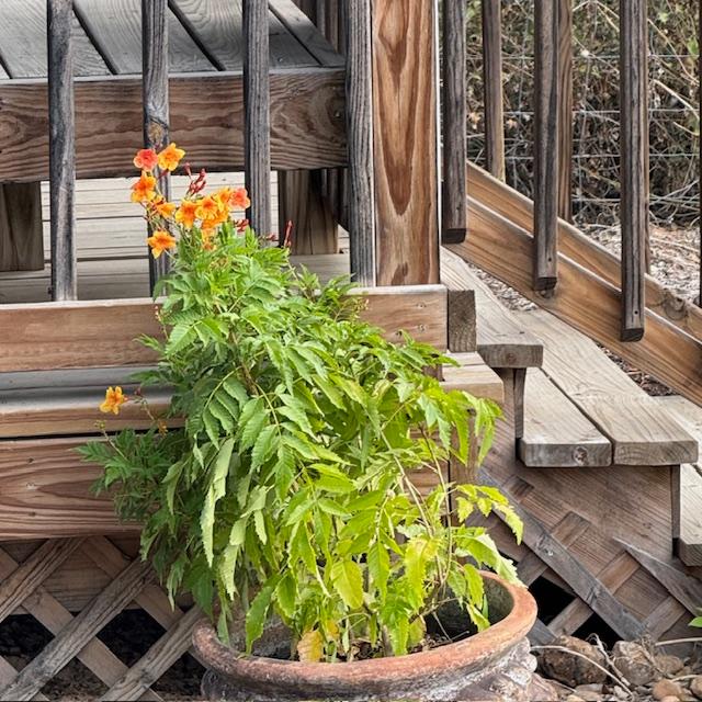 This Tecoma is blooming a lot now that the mornings are cooler. It is pretty. We are sold out of them.