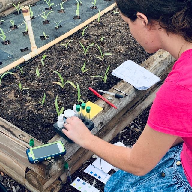 Closeup with baby corn seedlings in the raised bed, a part of our fall garden in Texas.
