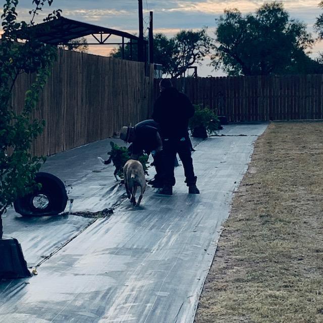 Lucy, Matt, and David are putting the moisture meter into the ground at every tree.