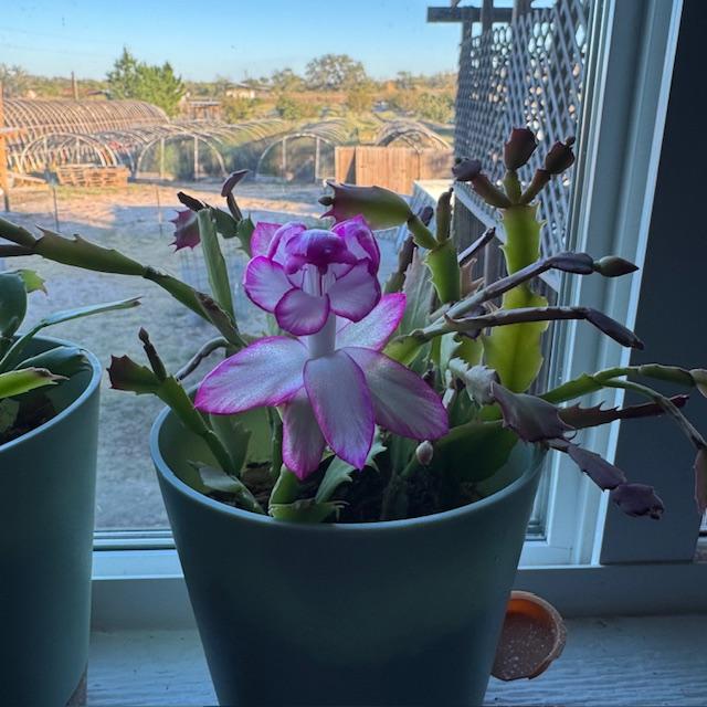 My Thanksgiving cactus is blooming on my kitchen windowsill!