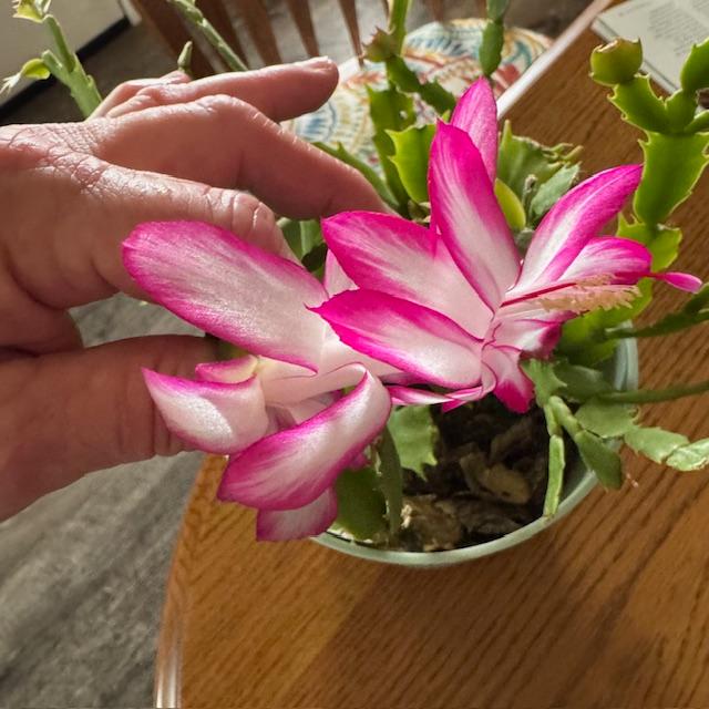 For the first time ever, my Thanksgiving cactus has flowered! I have had this plant for a year and a half. Isn't it pretty? For the first time ever, my Thanksgiving cactus has flowered! I have had this plant for a year and a half. Isn't it pretty?