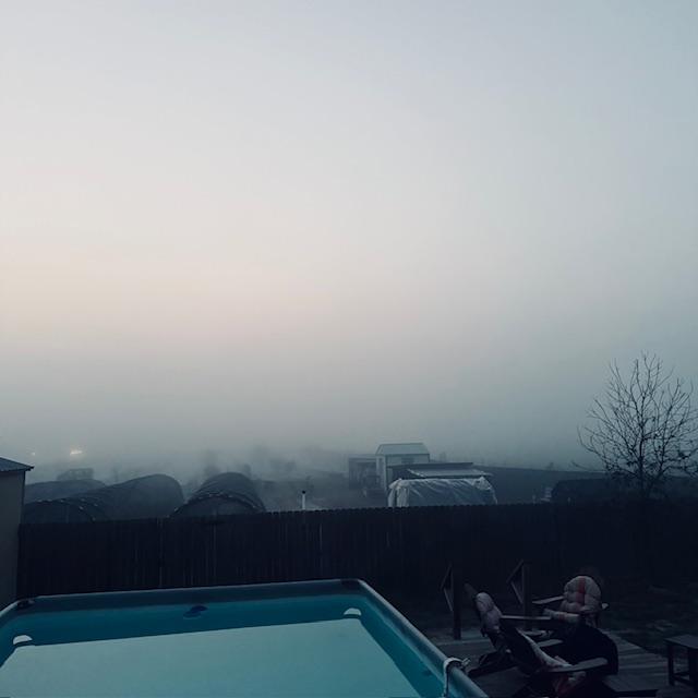 Here is the thick fog from this morning. You cannot see the big tree or much of anything else.