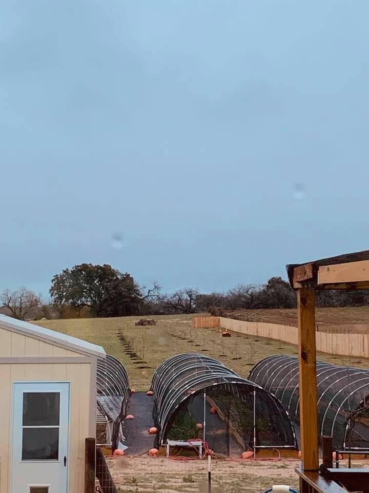 Overcast skies have greeted us every day this week. In this photo, you can see our orchard wall.