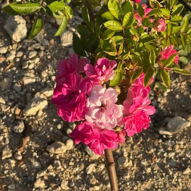 Look at this thornless rose cluster. I imagine by tomorrow morning, it will be dead, along with all of the peach tree blooms in my orchard because of the 80 degree weather we were having.